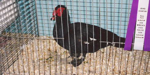 Black Muscovy male